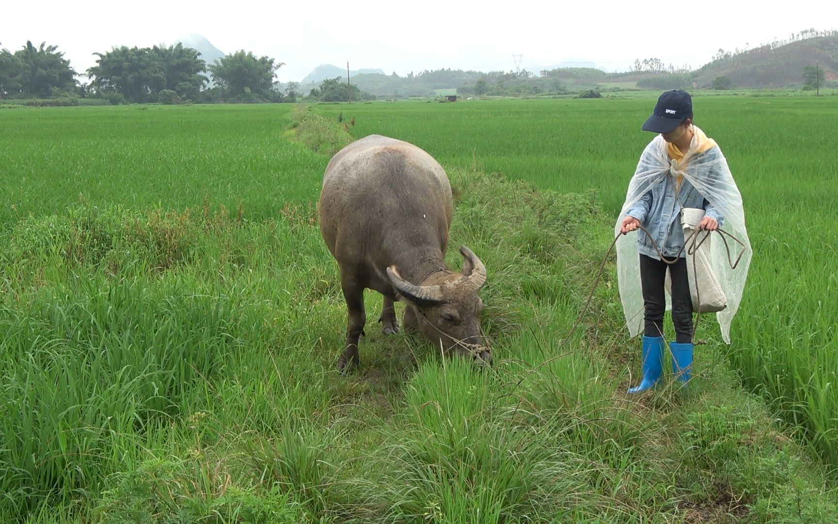 农村95后美女在家放牛天天割草喂牛对外面的世界充满了好奇