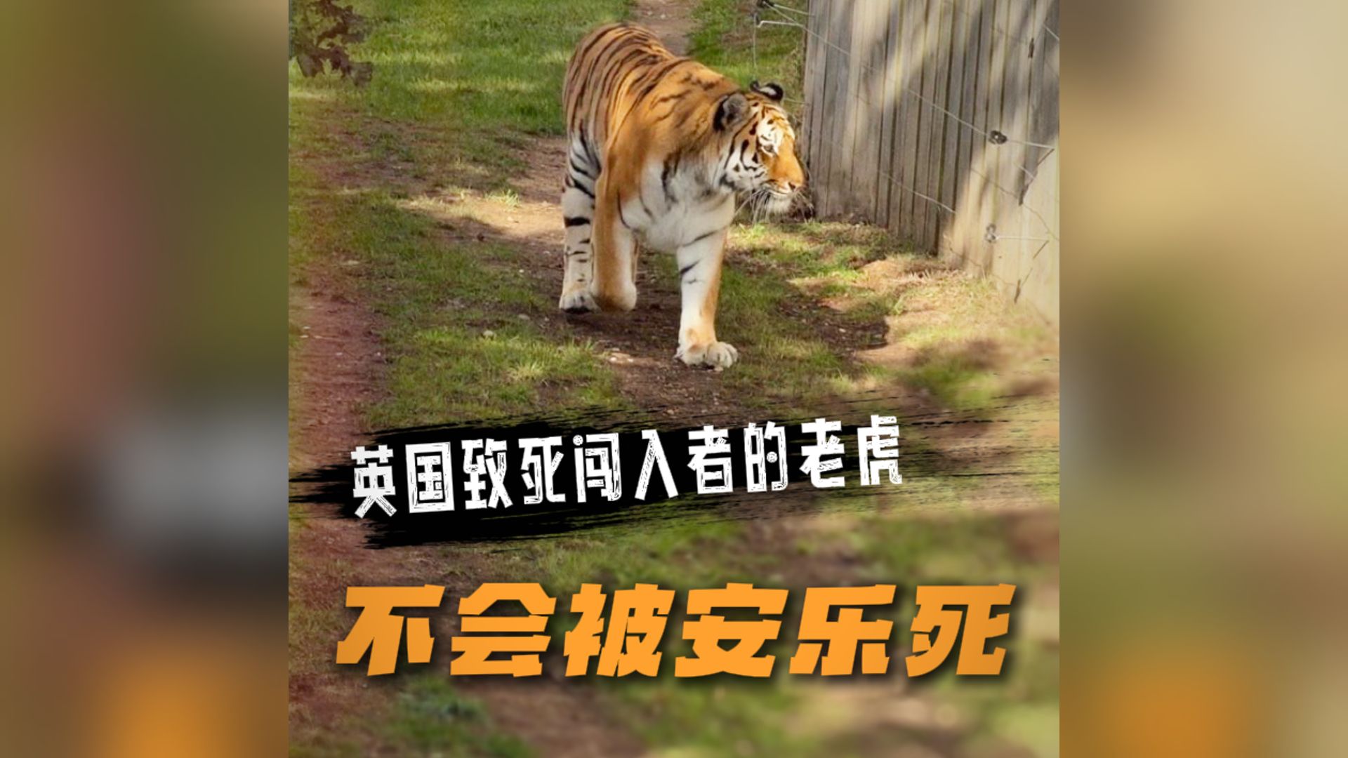英国致闯入者死亡的老虎不会被安乐死