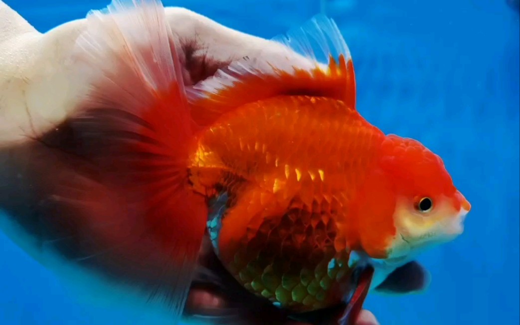 高背圆身原泰百褶鸡血红泰狮_哔哩哔哩_bilibili