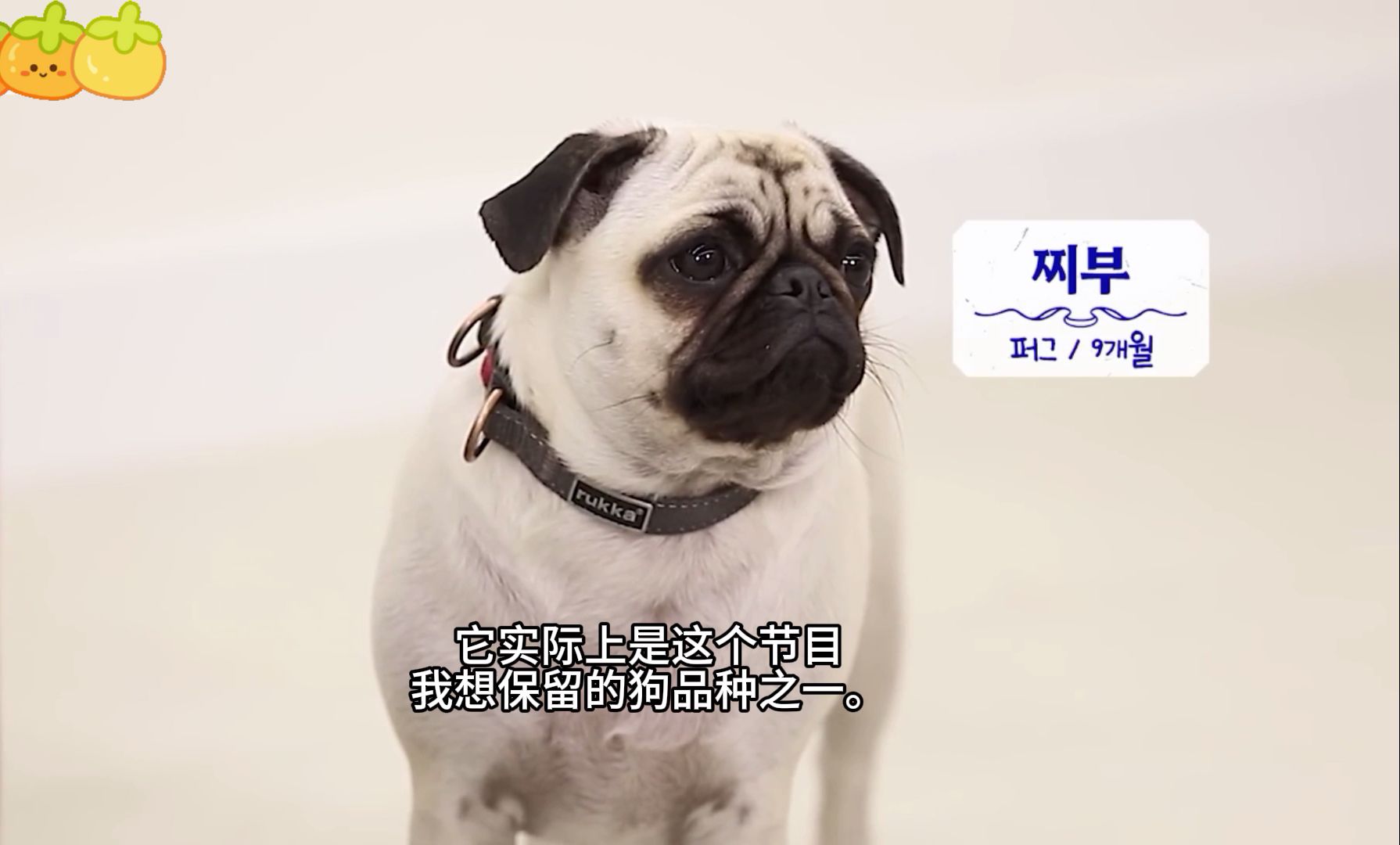 犬种百科|巴哥,打呼噜也很可爱哔哩哔哩bilibili