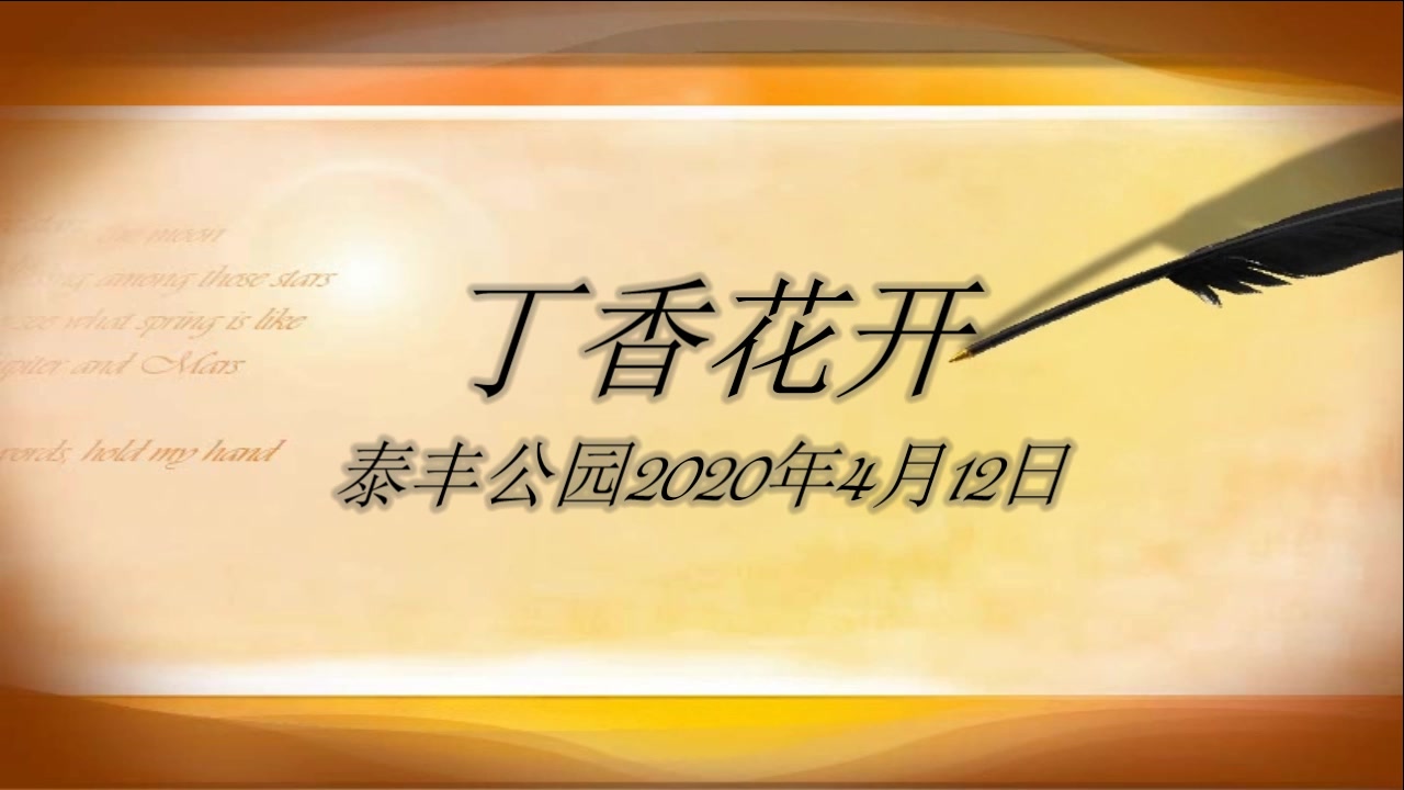 2020年4月12日的丁香花开哔哩哔哩bilibili