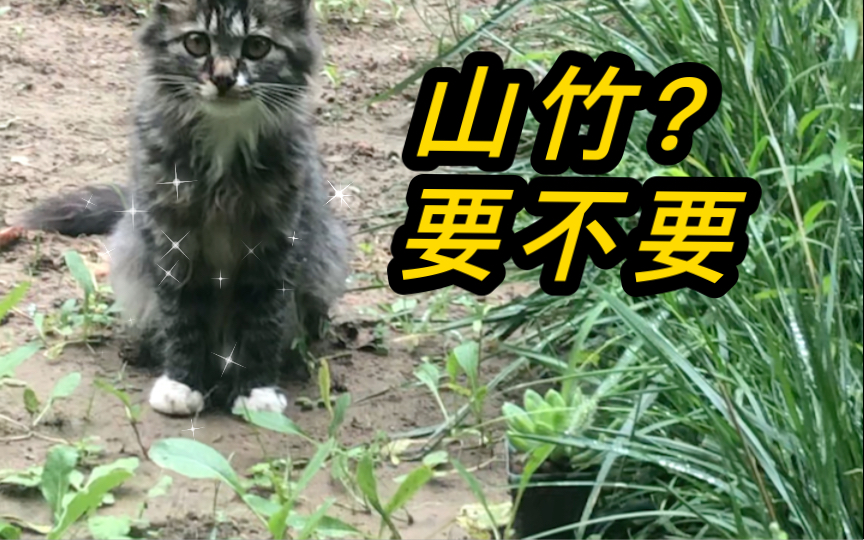 我的第N只猫猫客———长尾的?狸花猫?哔哩哔哩bilibili