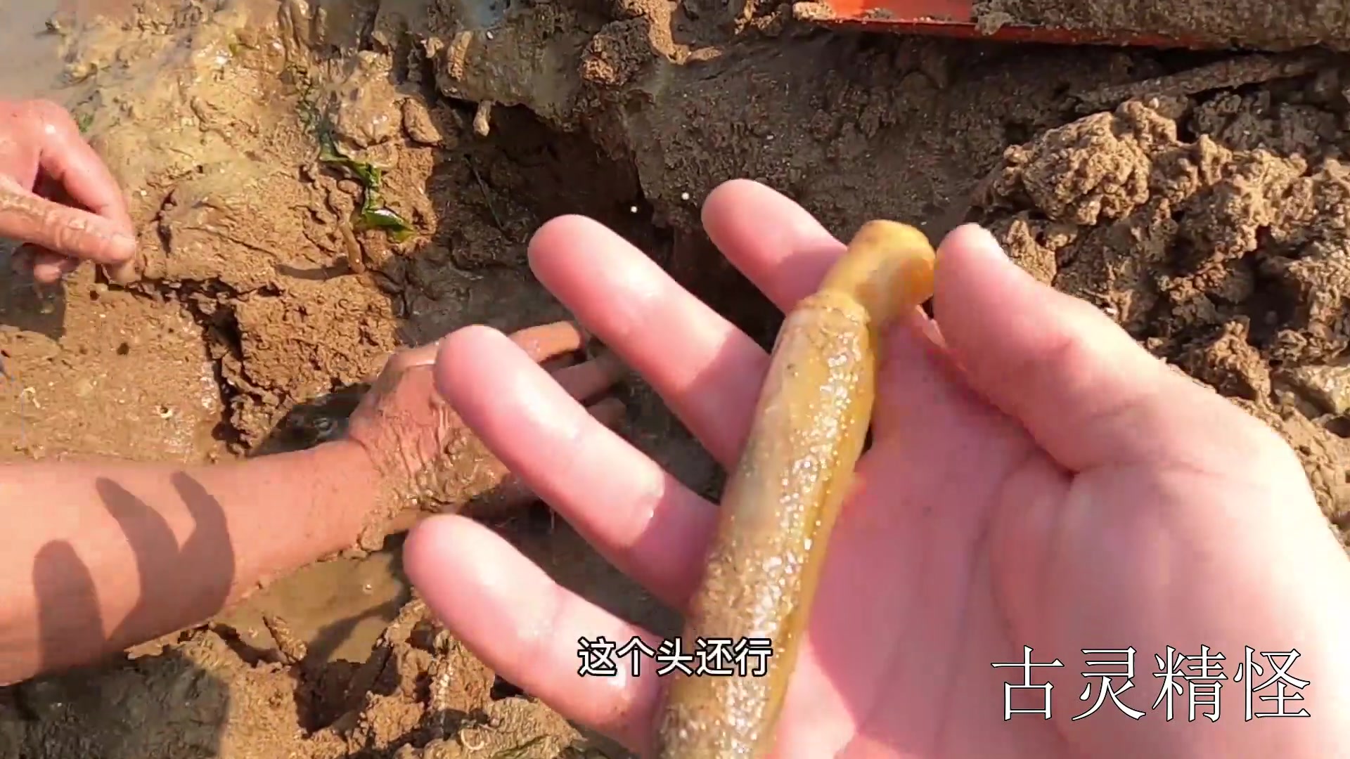 大海退潮后抓到比手掌都大的蛏子,居然还可以钻进沙里