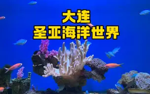 Download Video: 三分钟看完大连圣亚海洋世界