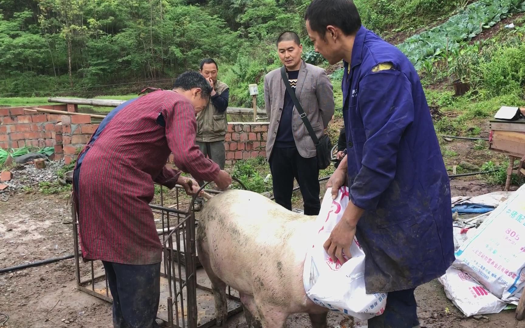 农村猪价新鲜出炉,八头猪一千多斤,能卖多少钱