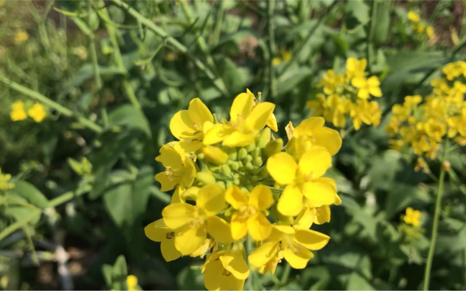 [图]一丛油菜花