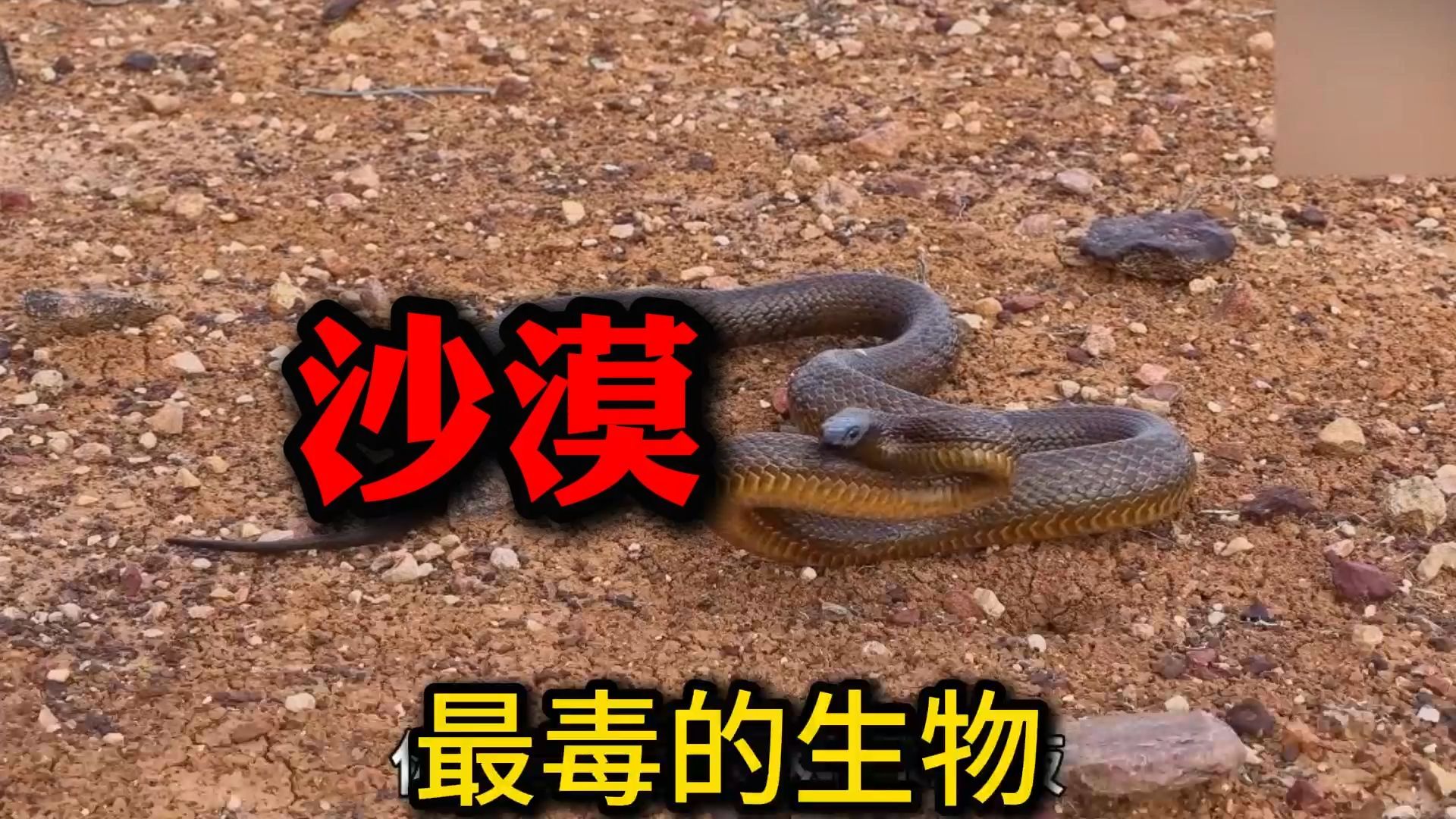 沙漠中10种"最致命的"生物,长达500米的巨型沙虫,真的存在吗?