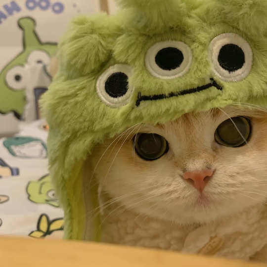 猫猫头像_哔哩哔哩_bilibili