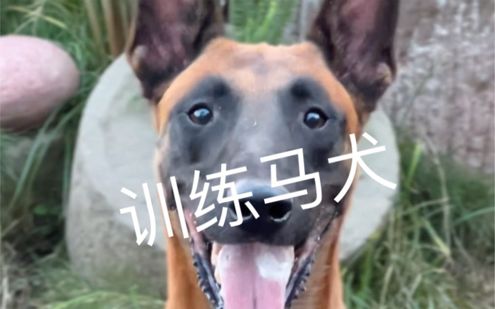 科目马犬哔哩哔哩bilibili