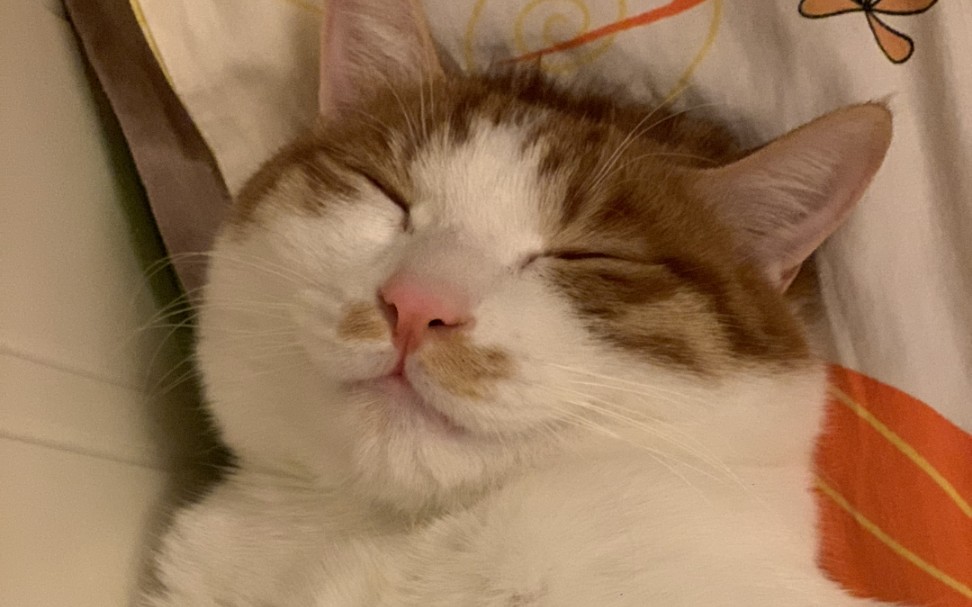 延迟开学了,无聊在家拍拍睡觉小猫咪