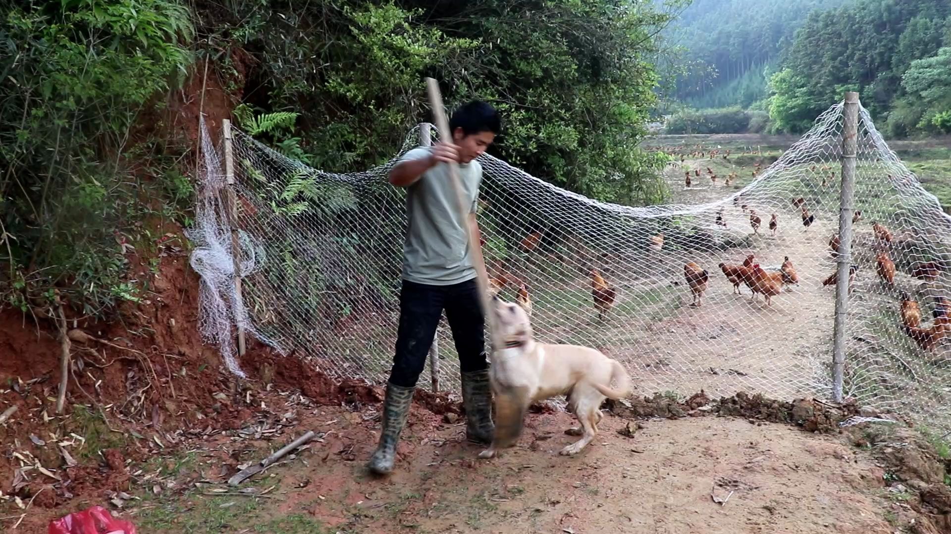 鸭子快要生蛋了,小邓今天花10块钱搭建了一个鸭棚,省钱又实用哔哩哔哩bilibili