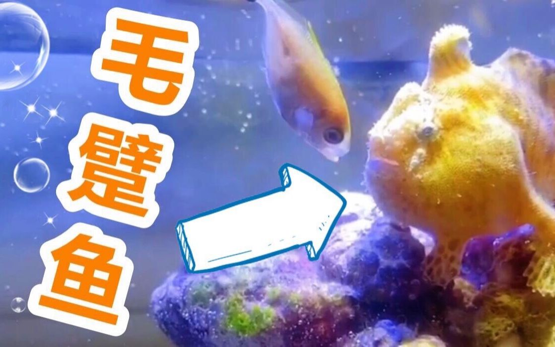 [图]安康鱼是怎么吃鱼的？-海洋生物的神秘世界