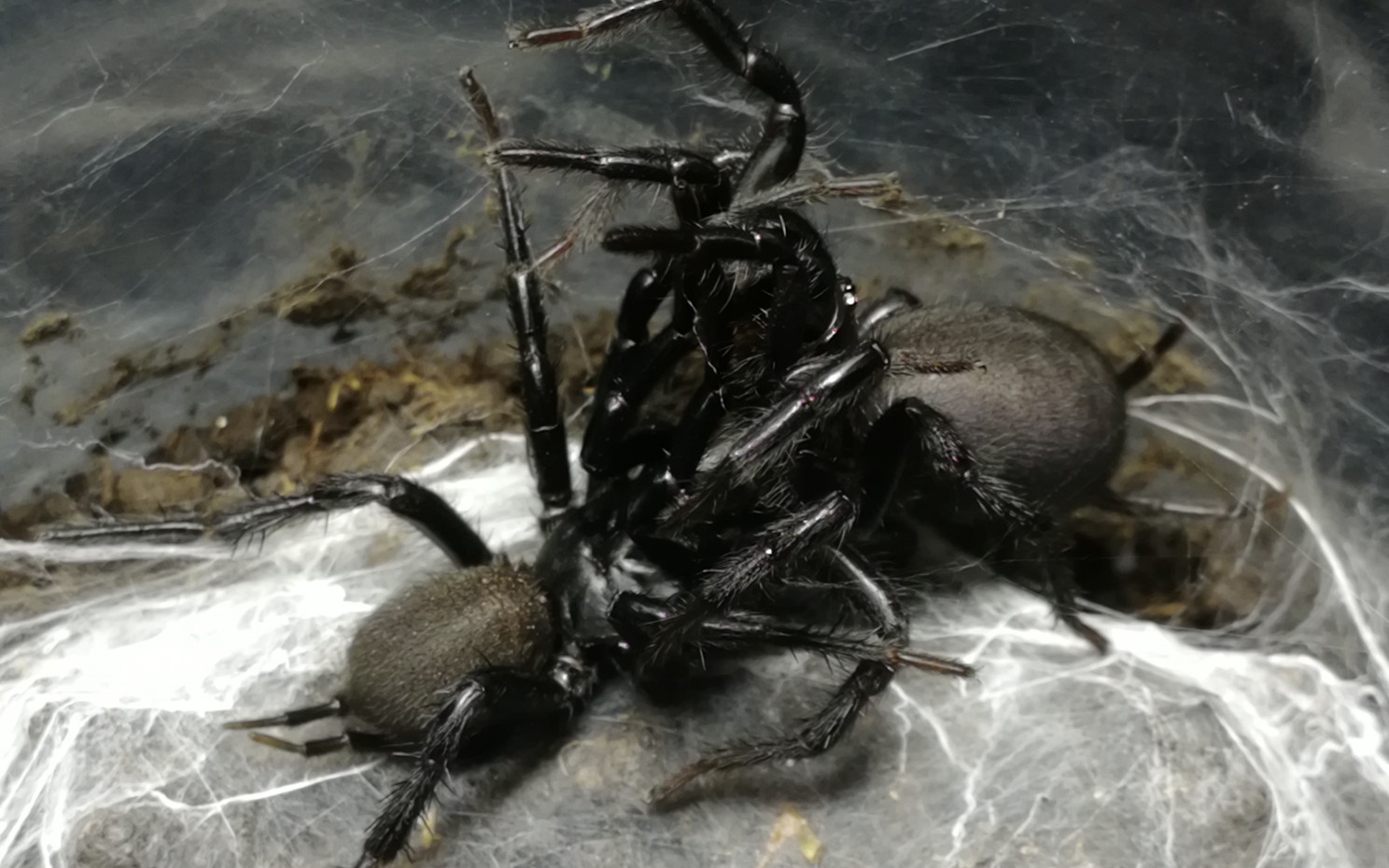 触形大疣蛛papapa交配mating