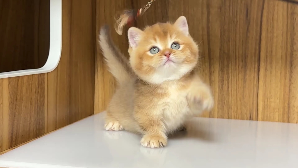 金渐层矮脚妹妹