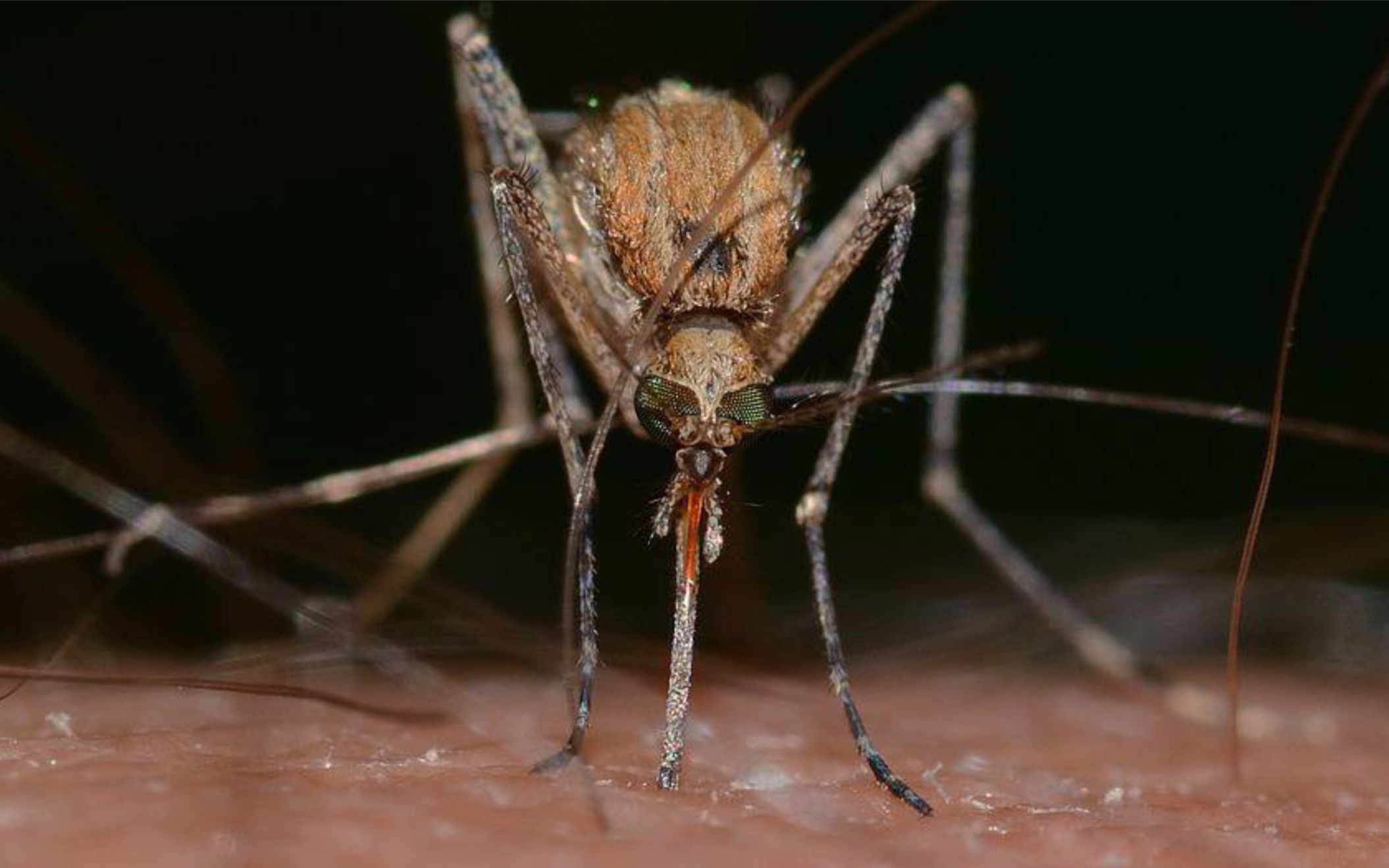 蚊子放大8000倍图片图片