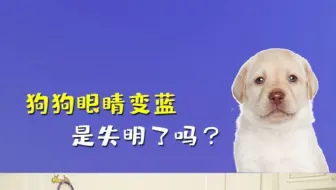 暖心的主人给失明狗狗制作安全项圈 保护它不被撞伤 哔哩哔哩 Bilibili