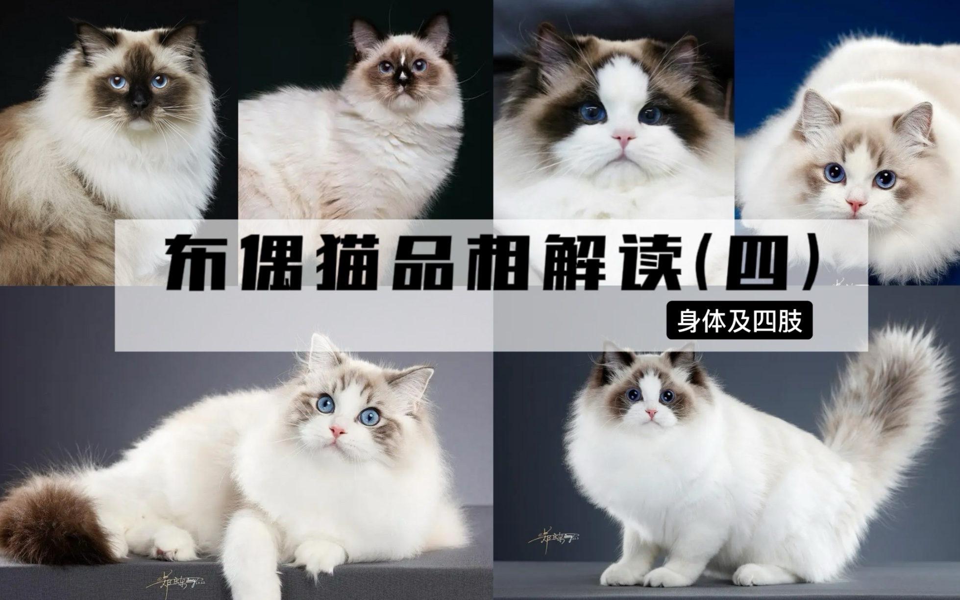 布偶猫品相第四期之身体及四肢,养布偶的必看.哔哩哔哩bilibili