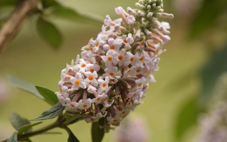 魅力中草药每日一药之密蒙花