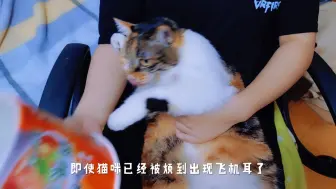 Download Video: 铲屎官养猫后的奇怪行为