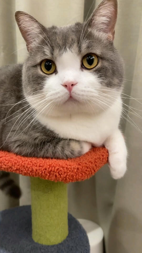 土豆不乖了_哔哩哔哩_bilibili