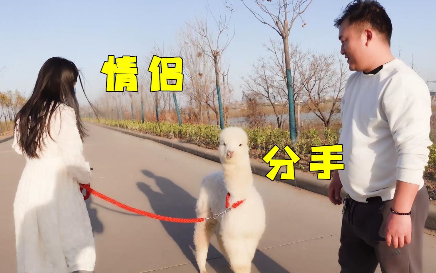 情侣假装分手一拍两散看羊驼会作何反应