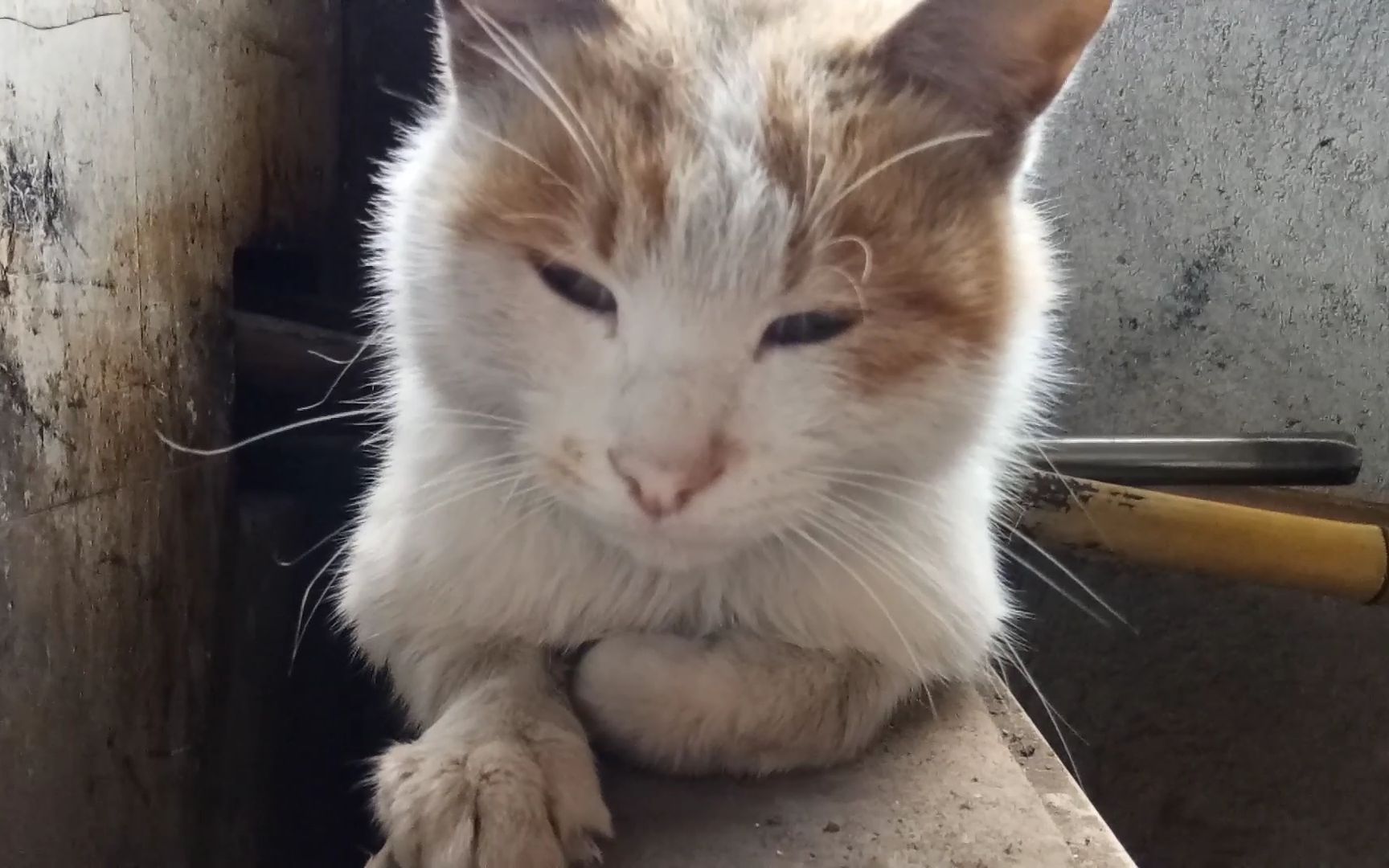 这只橘猫总是趴在灶前烤火,脸上的毛都变黑了