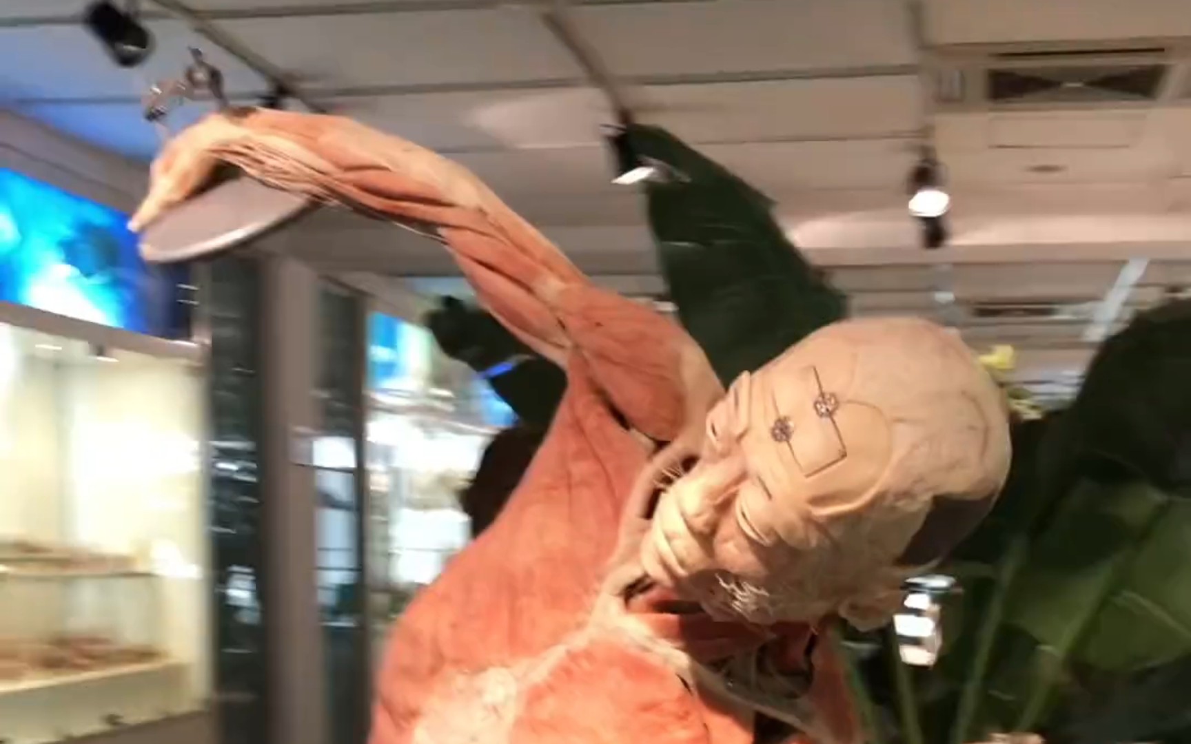 【震撼】你见过人体塑化标本吗?