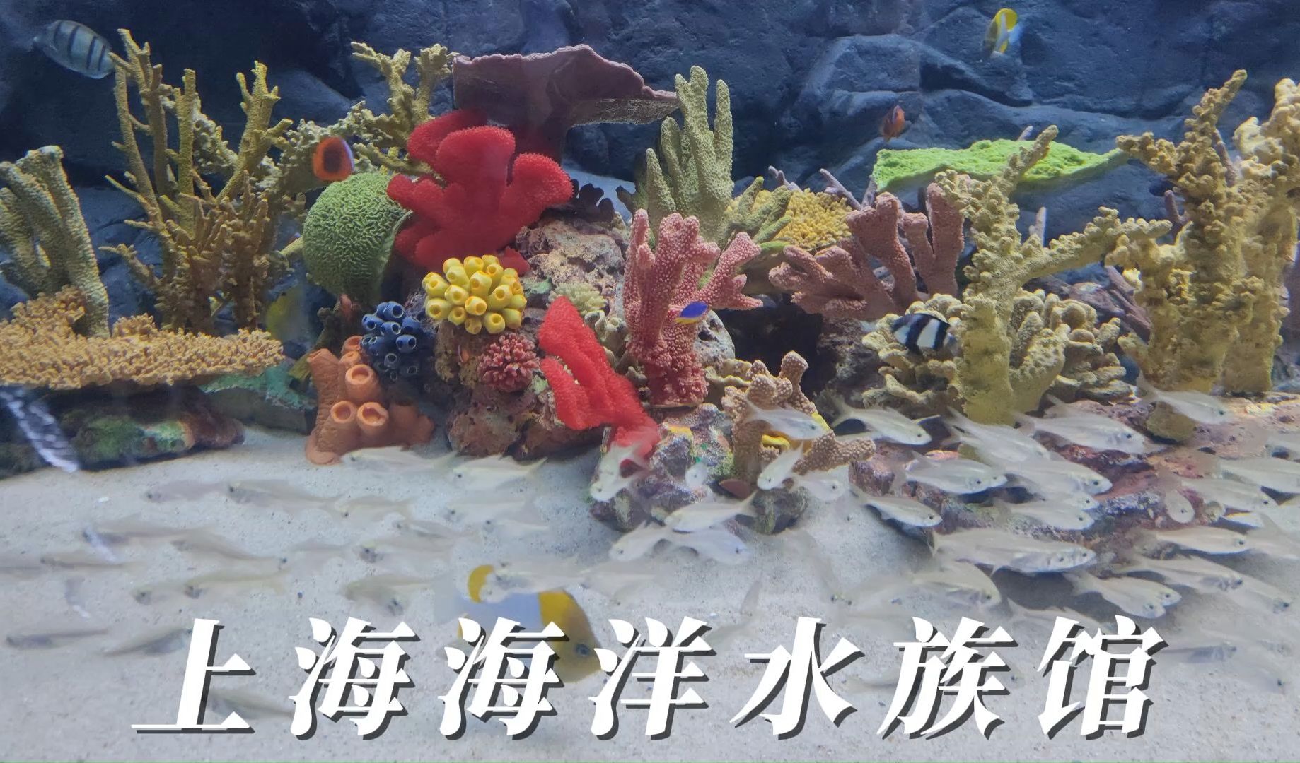 上海海洋水族馆|拍鱼去喽