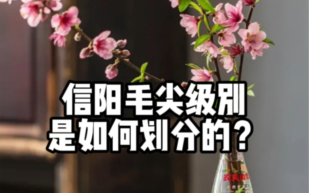 信阳毛尖级别如何划分的?哔哩哔哩bilibili