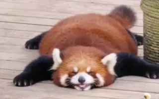 小熊貓 哔哩哔哩 Bilibili