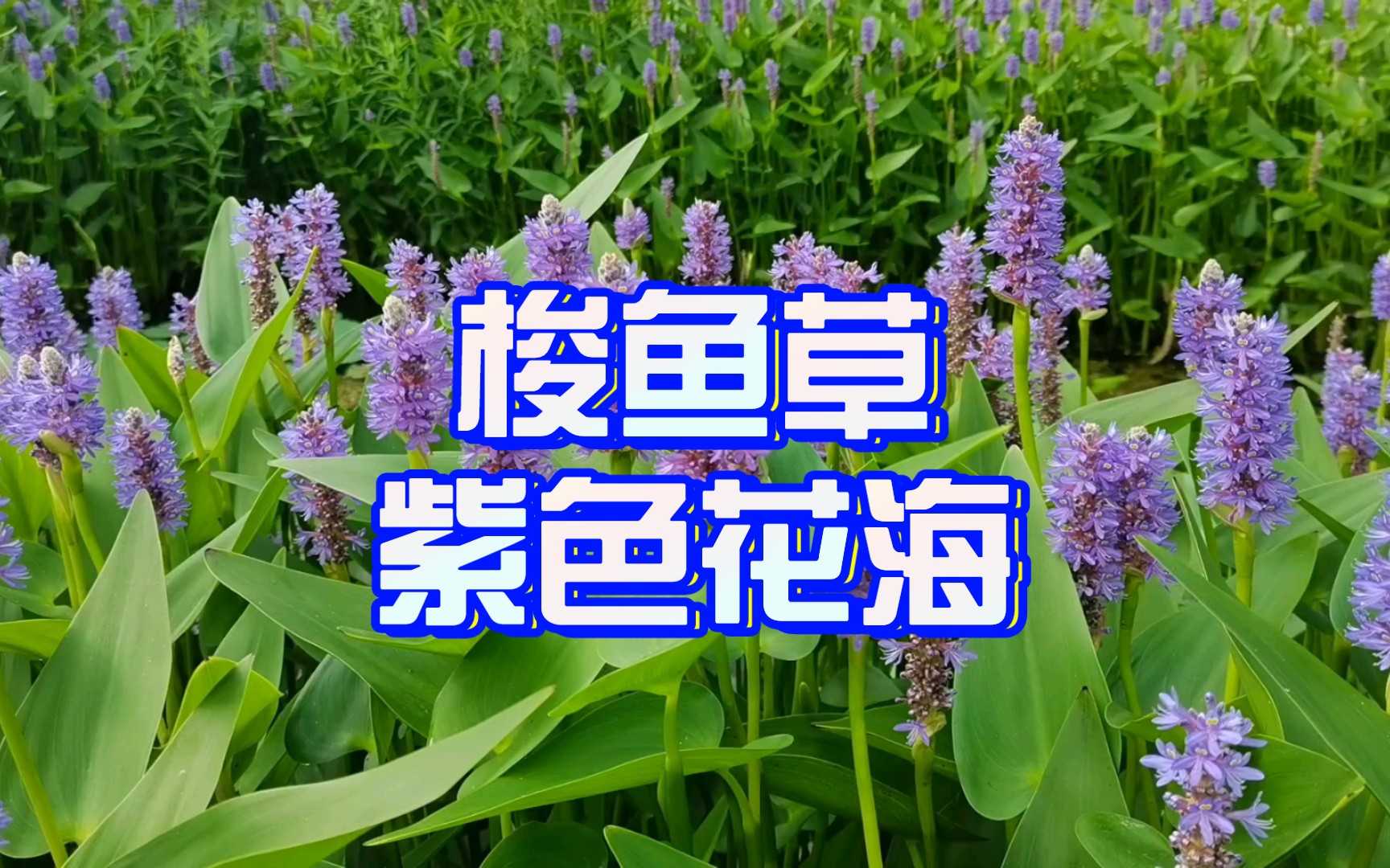 梭鱼草|紫色花海哔哩哔哩bilibili