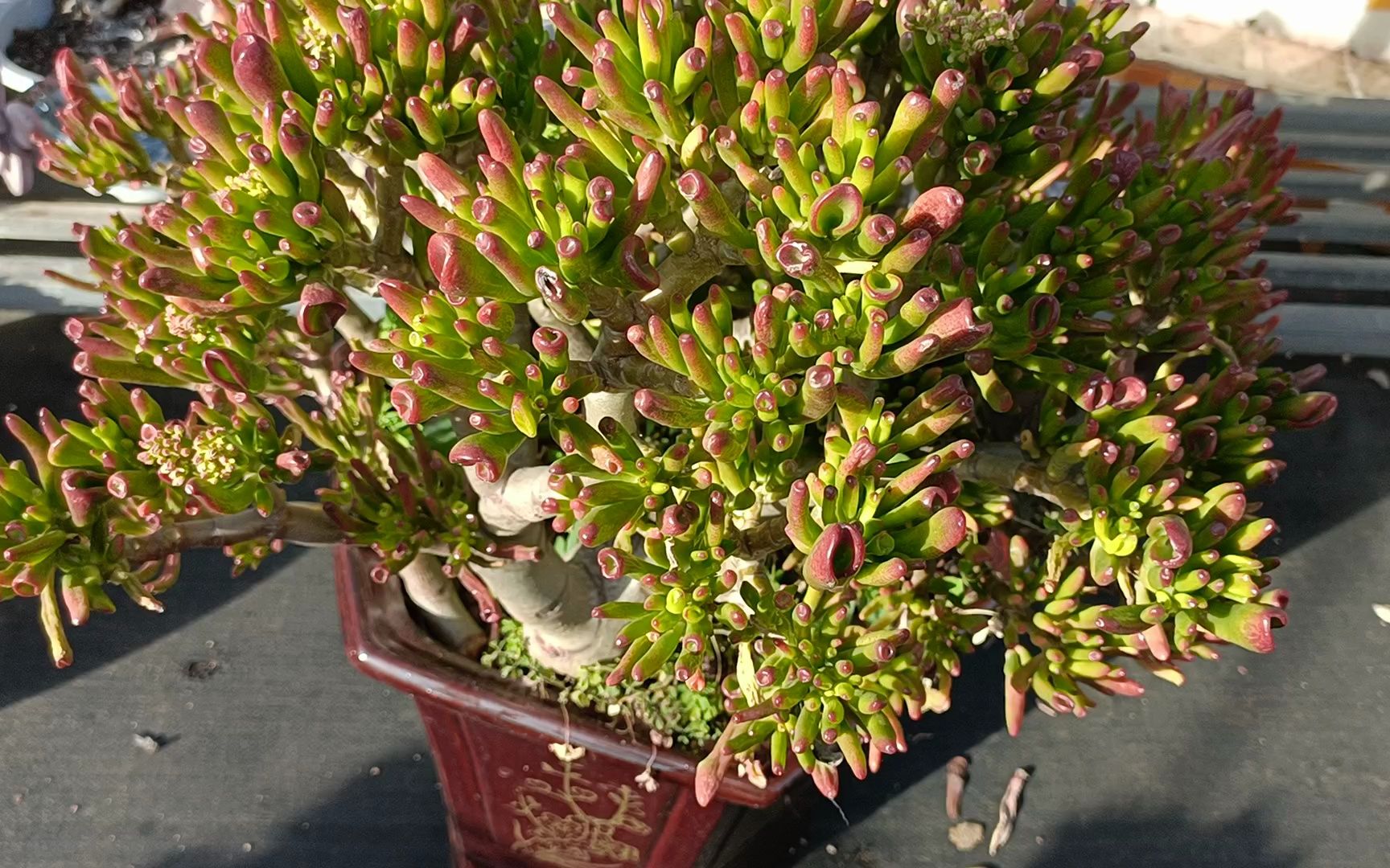 我的吸财树小老桩开花了,看见的人都财源滚滚进