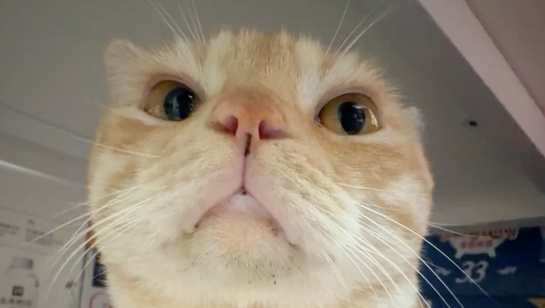 你又来看猫猫了呀