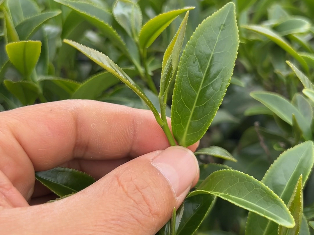 青心软枝的乌龙茶为什么芽头特别少?