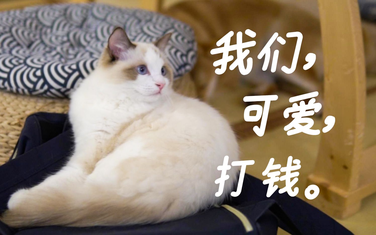 【广告短片】建议华为Mate40给猫猫和柴柴打钱哔哩哔哩bilibili