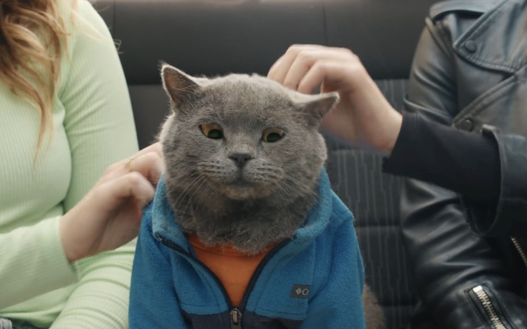 网红猫迈克的快乐生活来追我呀