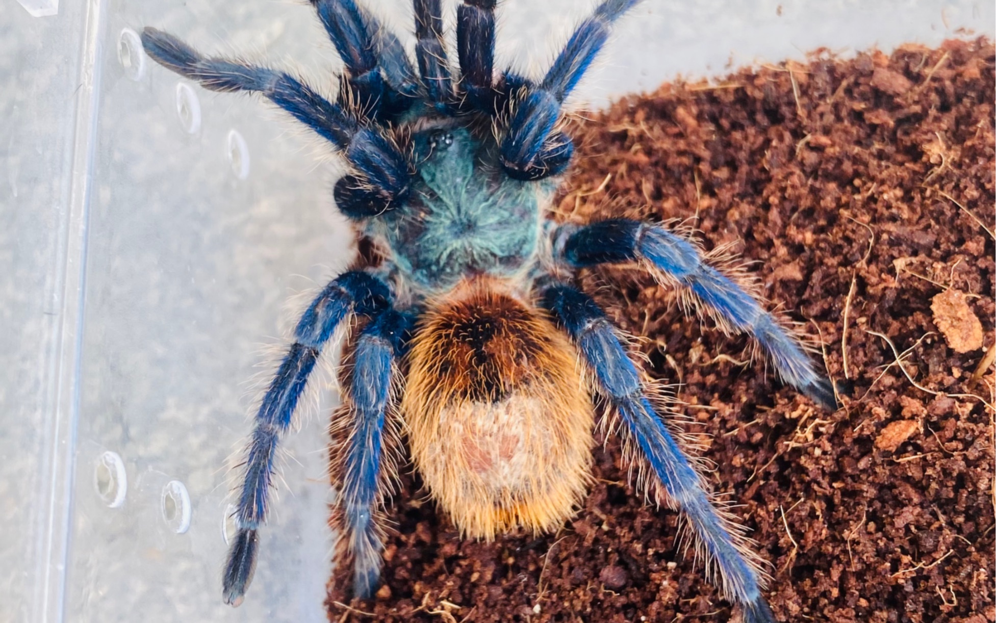 刚到家的红绿橙蜘蛛