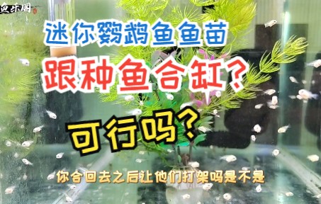 Download Video: 迷你鹦鹉鱼鱼苗能不能跟种鱼合缸？为什么？