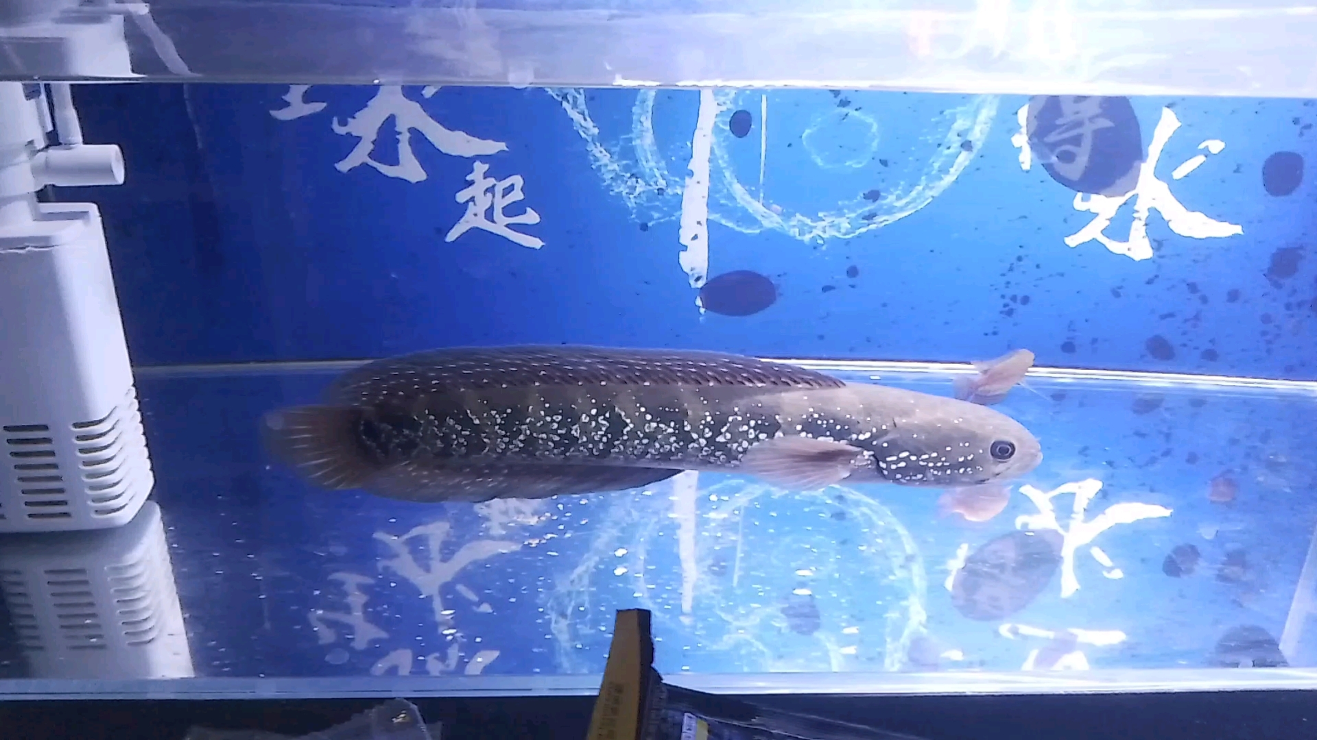 状态还不错的月鳢