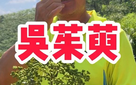 【植物科普】遥知兄弟登高处,便插茱萸少一人哔哩哔哩bilibili