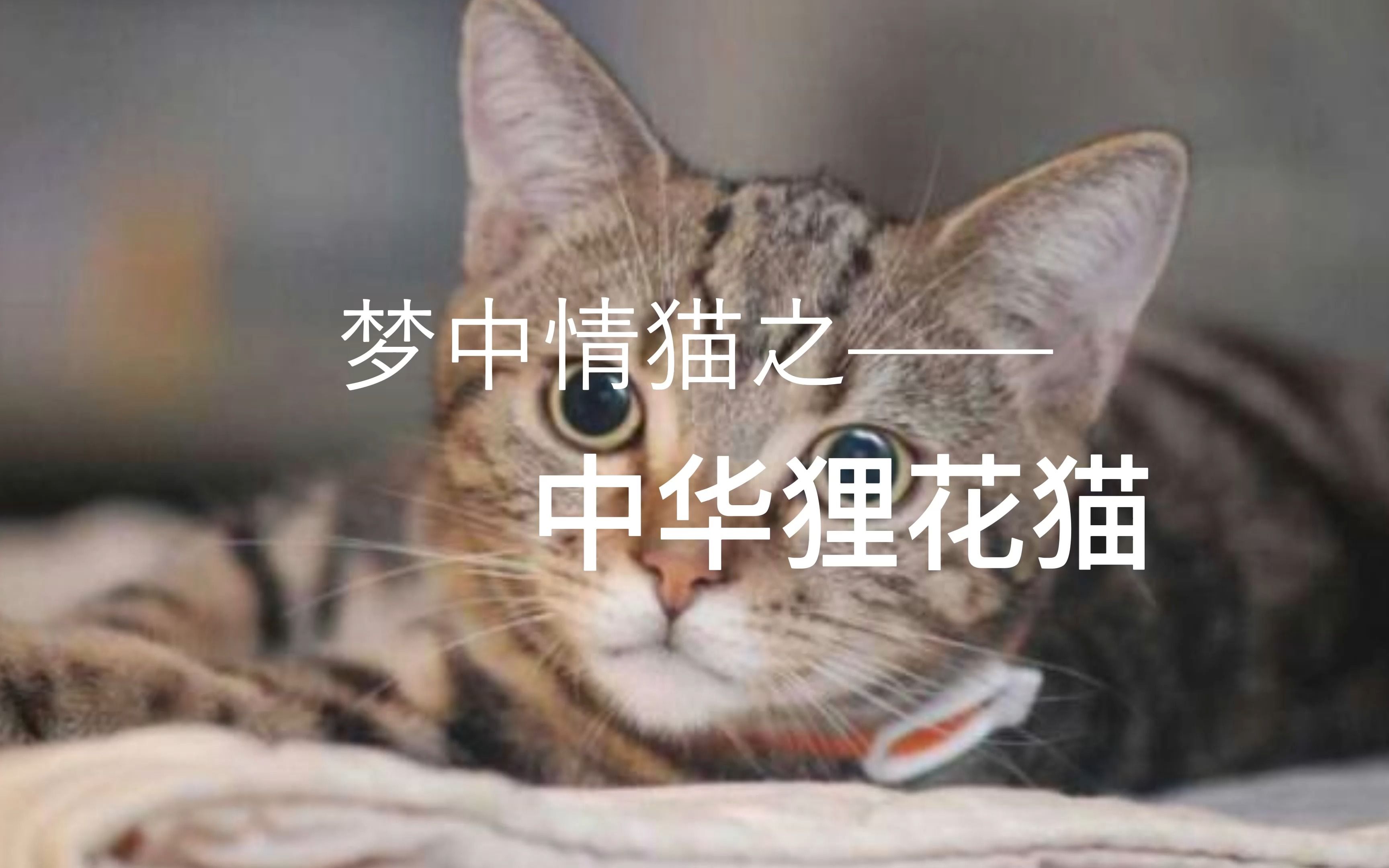 [图]梦中情猫之中华神猫狸花猫