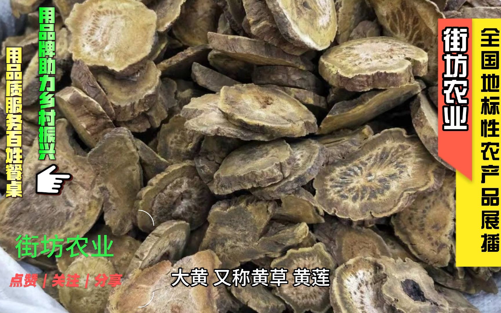 甘肃华亭大黄是地标性农产品