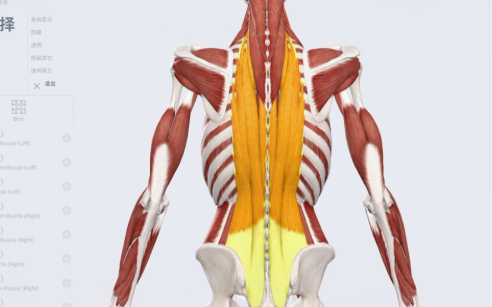 竖脊肌—久坐弯腰的主要受害者