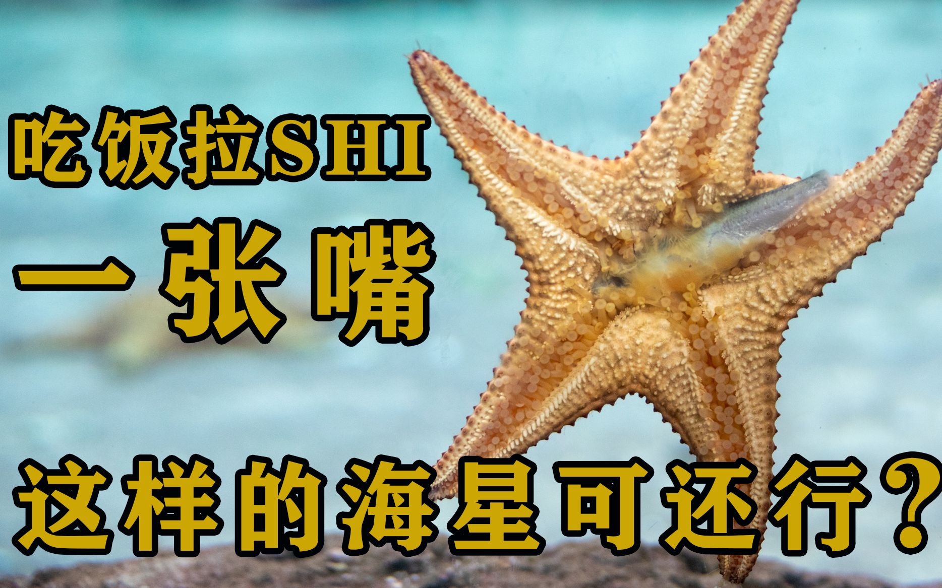 吃饭拉shi全靠一张嘴这样的海星可还行
