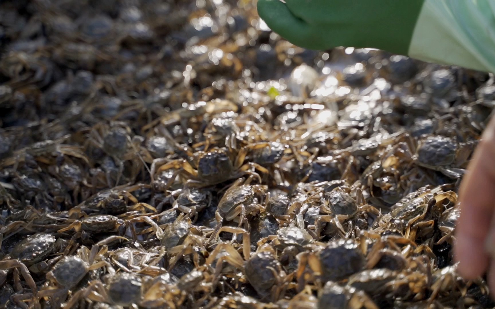 阳澄湖大闸蟹的蟹苗投放