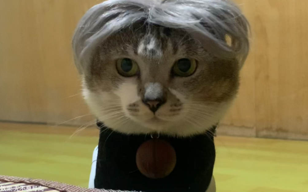 叫你一声梅狸猫, 一只真正的cat