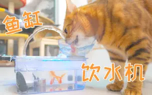 Download Video: 自从我把猫水碗改成了鱼缸，猫咪就爱上了喝水！一天喝一缸！