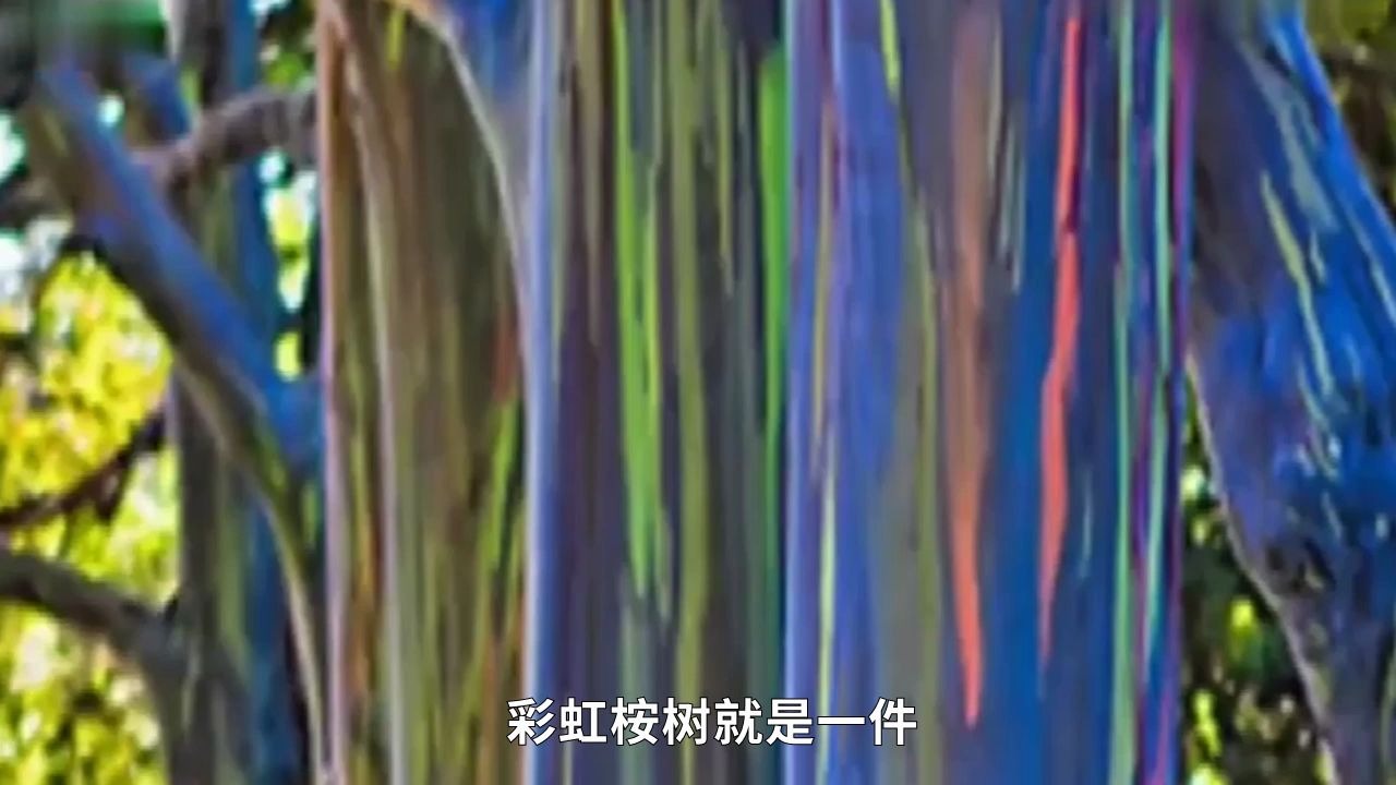 这种拥有五彩树皮的彩虹树,是北半球唯一的桉树哔哩哔哩bilibili