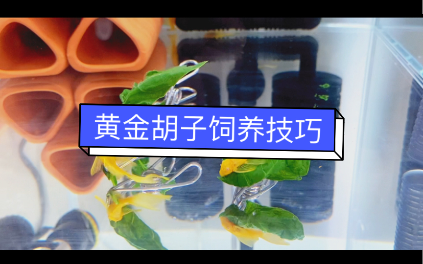 来给大家分享下 我的黄金胡子大帆饲养喂食习惯和小技巧哔哩哔哩bilibili