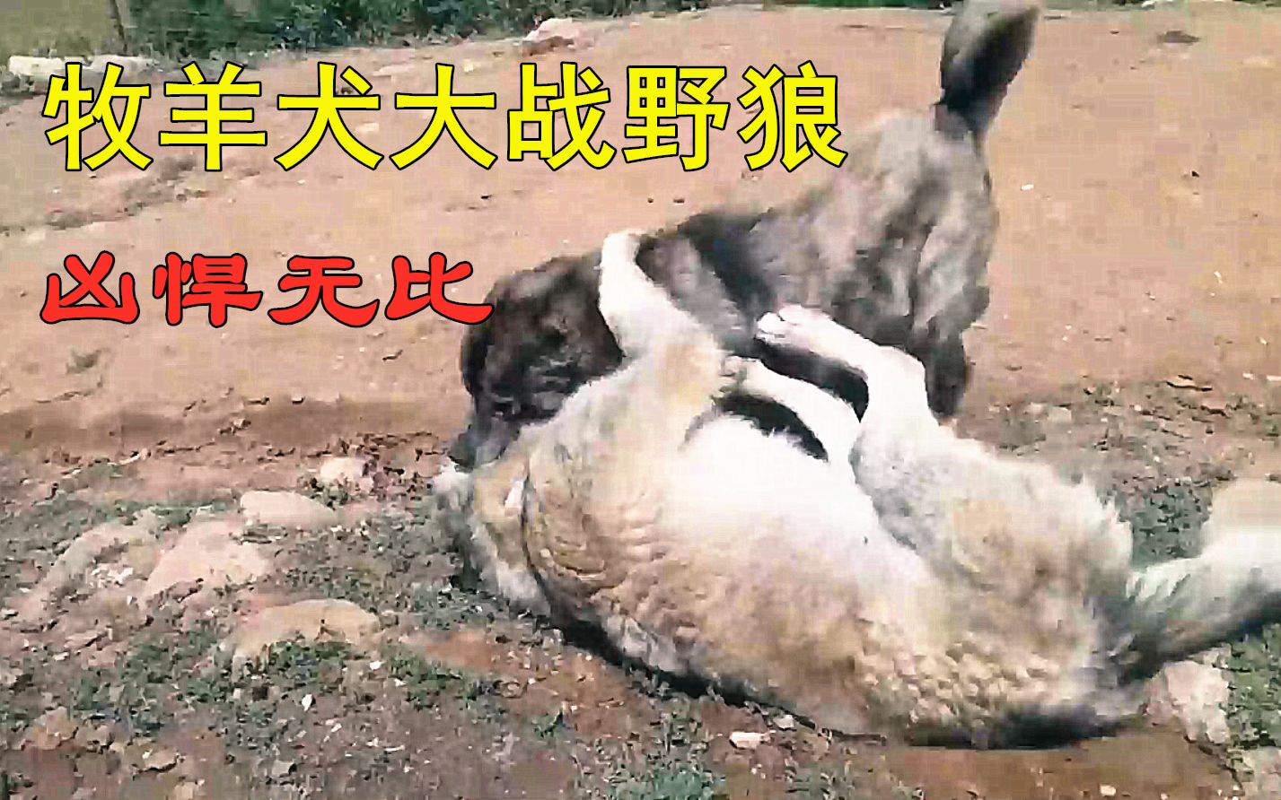 牧民放牧拍下惊人一幕,牧羊犬大战野狼现场,野狼被按在地上摩擦哔哩哔哩bilibili